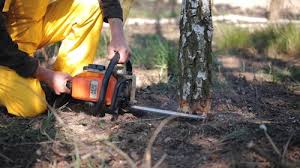 Best Stump Grinding and Removal  in Julian, CA