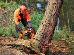 Best Tree Risk Assessment  in Julian, CA