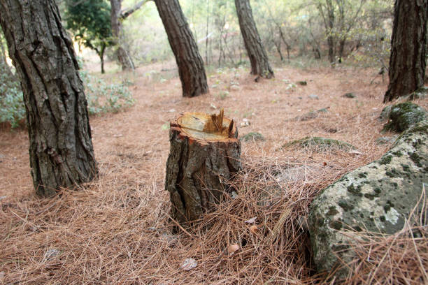 Best Tree Removal  in Julian, CA